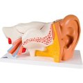 Fabrication Enterprises 3B® Anatomical Model - Classic Ear, 6-Part (3X Size) 973708